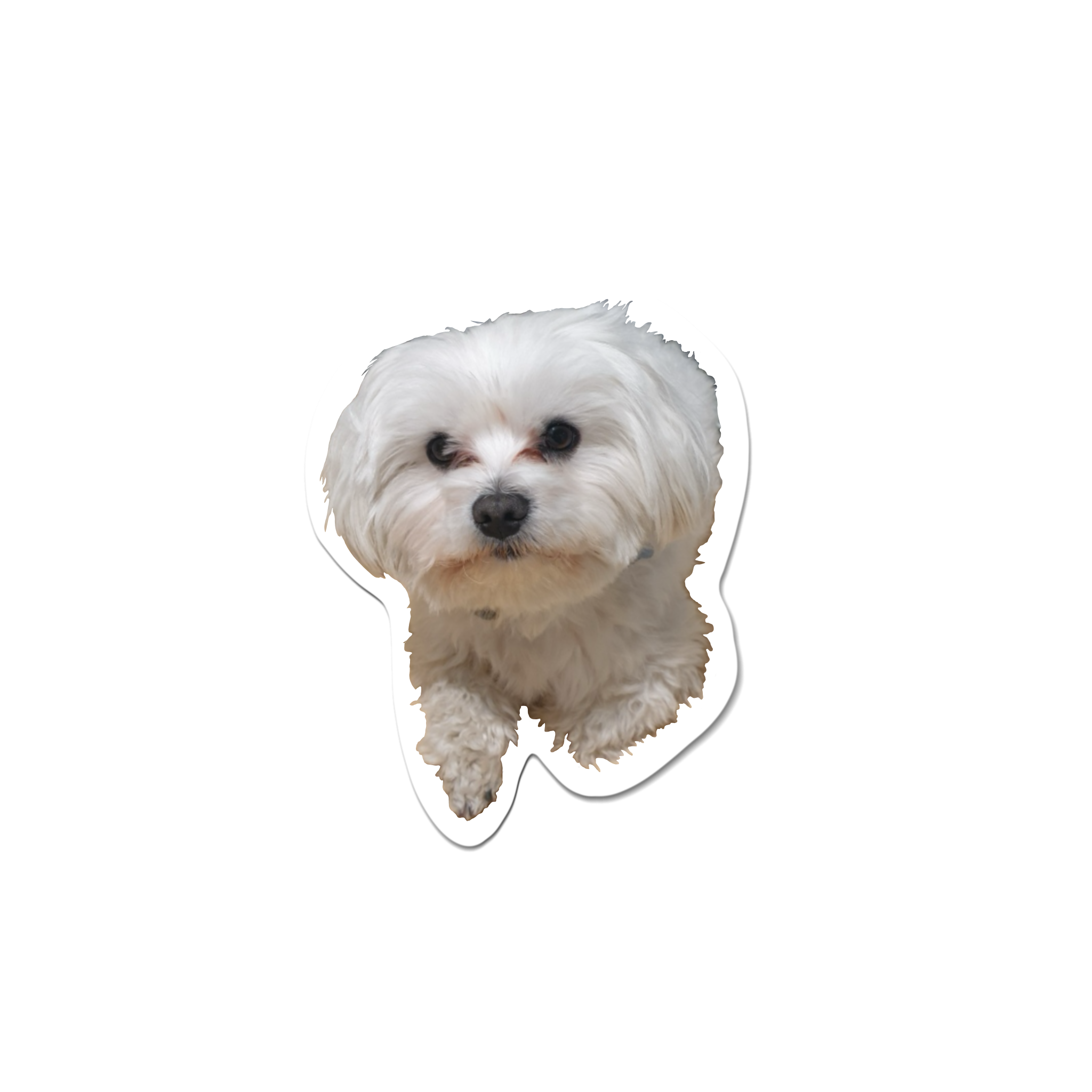 Bild på lilla hunden Teddy.